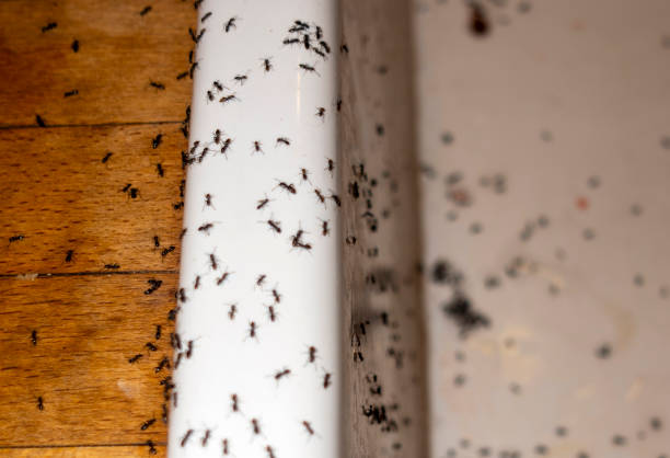 Wildlife Control Services in Carlsbad, NM